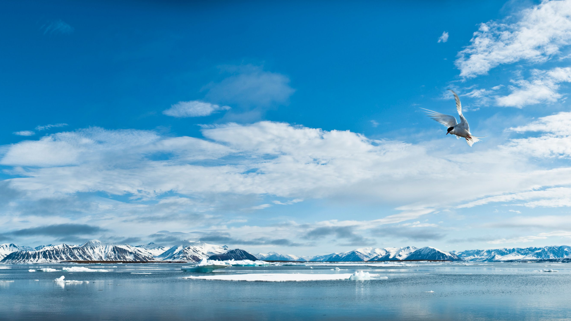 An Arctic Tern flying over the ocean with a blue sky on winter.